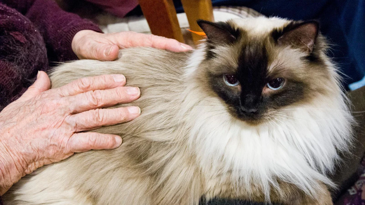 Ragdoll-rotuinen kissa vierailulla vanhainkodissa. Rotu on yleensä seurallinen ja viihtyy ihmisten seurassa. Arkistokuva.