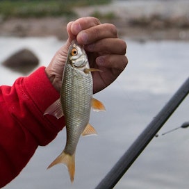 Hoitokalastettu särki on ympäristön kannalta parempi vaihtoehto kalapuikkojen raaka-aineeksi.