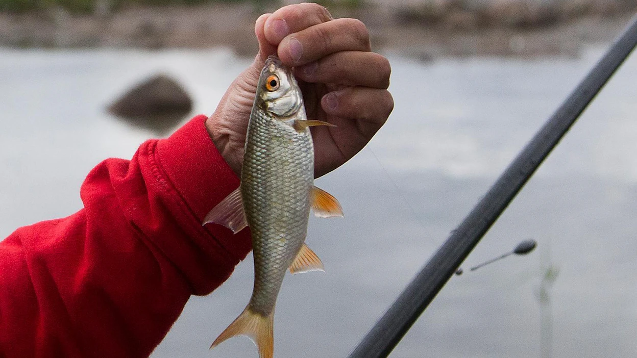 Hoitokalastettu särki on ympäristön kannalta parempi vaihtoehto kalapuikkojen raaka-aineeksi.