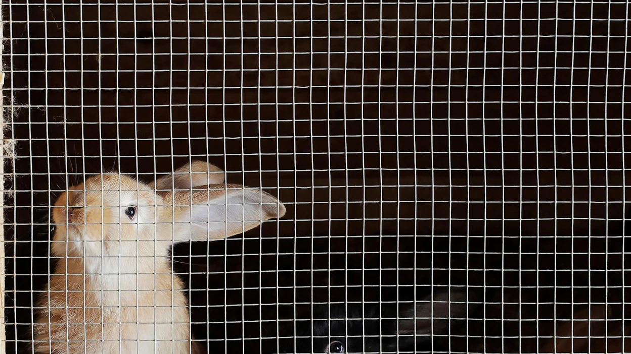 Kanit voivat saada RHD-virustartunnan päästessään kosketuksiin sairaan yksilön tai sen eritteiden kanssa. Kuvituskuva: kuvan kani ei liity uutiseen.