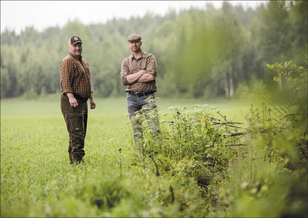 Ruokinta kertoo kyyhkyille, että juuri näiden peltojen tuntumassa kannattaa käydä, vaikka hernepeltojen uusi sato ei ole vielä kypsä, Toni Hirvonen ja Erkki Vähäkallio tietävät. ville-petteri määttä