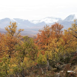 Ruskan värejä luonnossa Mallan luonnonpuistossa 12. syyskuuta. LEHTIKUVA / RONI REKOMAA