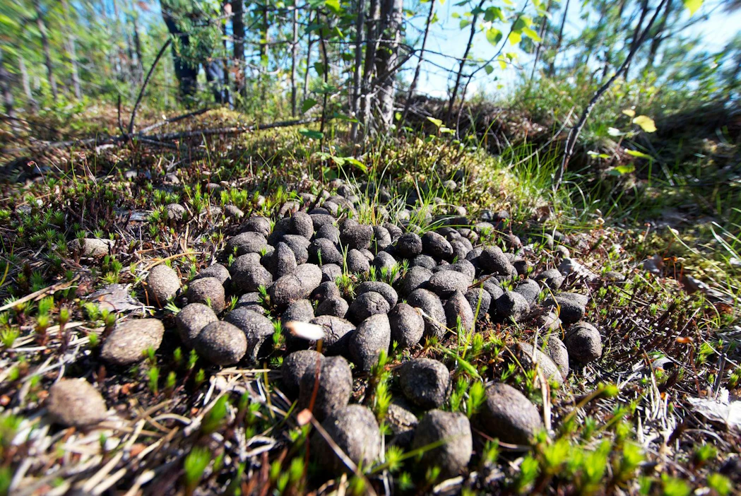 ”Jos hirvikanta päästetään räjähtämään käsiin, ongelmaksi voi tulla, kuka ne jatkossa pyytää", pohtii Itä-Lapin metsänhoitoyhdistyksen toiminnanjohtaja Jari-Pekka Jumisko.