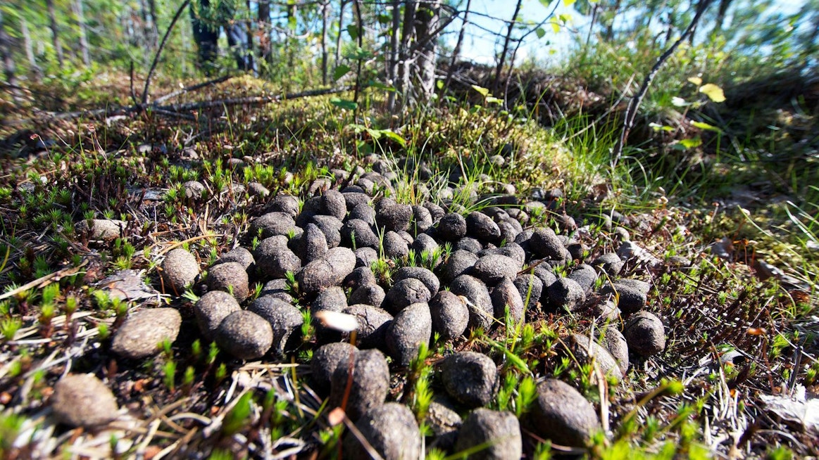 ”Jos hirvikanta päästetään räjähtämään käsiin, ongelmaksi voi tulla, kuka ne jatkossa pyytää", pohtii Itä-Lapin metsänhoitoyhdistyksen toiminnanjohtaja Jari-Pekka Jumisko.