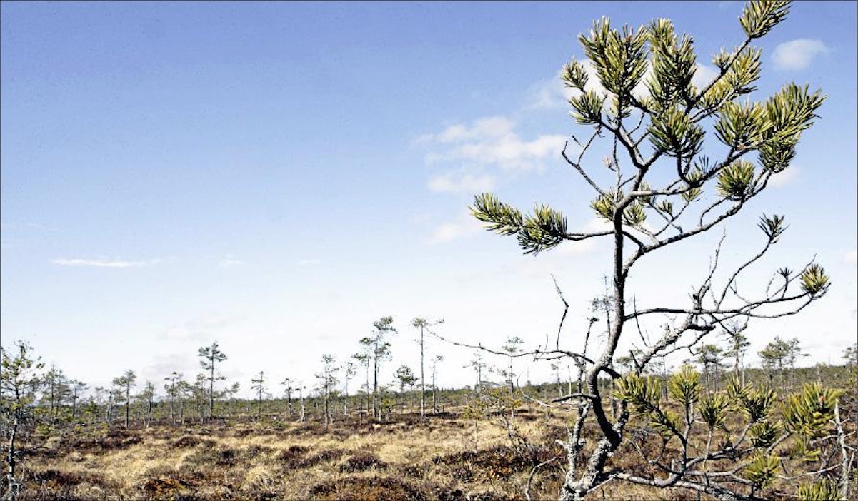 Kimmo Klemola säilyttäisi luonnontilaiset suot. Kari Salonen