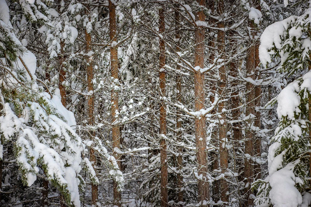 EU-komissaari Frans Timmermansin mielestä metsätaloutta pitää tarkastella talouden lisäksi myös sosiaalisesta ja ekologisesta näkökulmasta.