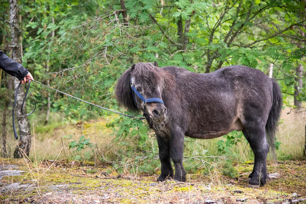 Ivrigillä on Suomessa 132 jälkeläistä. Se oli useamman kerran näyttelynsä paras. Luonne on reipas mutta ei ilkeä, Kirsi Lehtonen kertoo. "Se ei ole koskaan purrut ihmisiä." Viimeisimmässä näyttelyssään ikinuori ori kävi 40-vuotiaana.