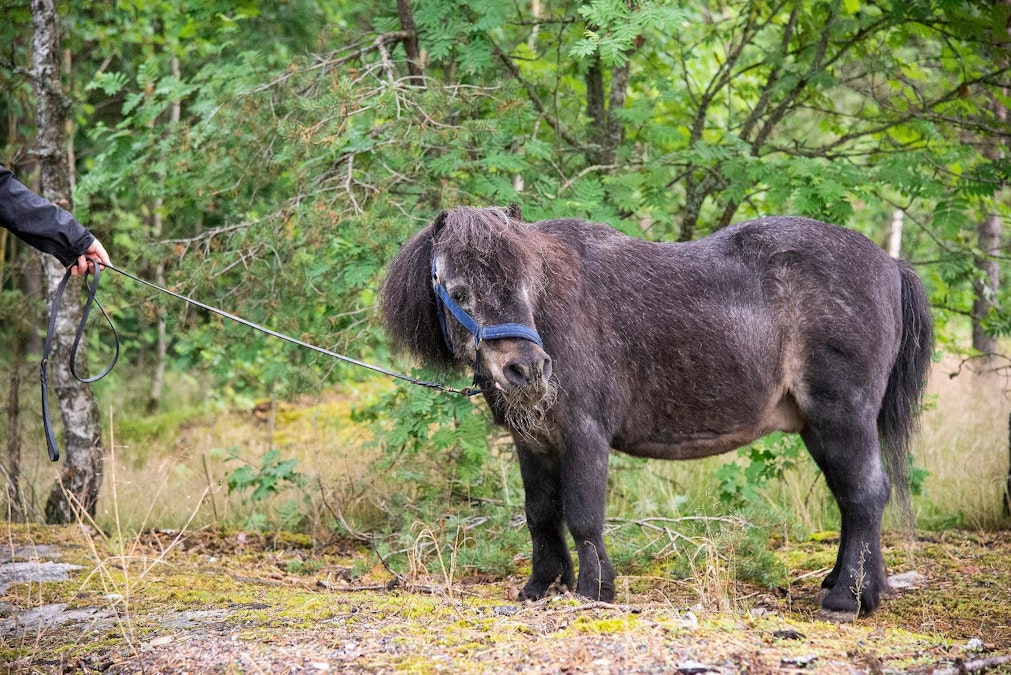 Tässä on Suomen vanhin ori, ikää 42 vuotta! Ivrig on aina hyvällä tuulella,  kunhan kilpakosijat pysyvät kaukana - MT Hevoset - Maaseudun Tulevaisuus
