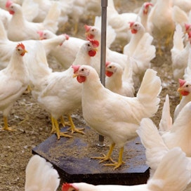 Suomalainen siipikarja on toistaiseksi säästynyt lintuinfluenssalta.