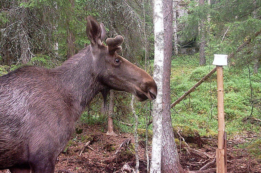 Kuvan hirvi ei liity tapaukseen.