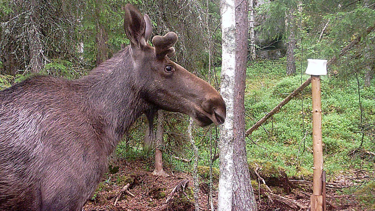 Kuvan hirvi ei liity tapaukseen.