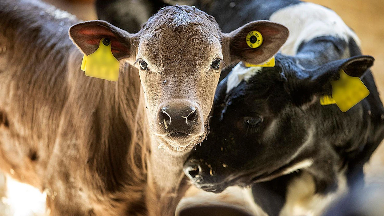 Taudit tarttuvat helpoiten pieniin vasikoihin. Eristämällä vasikat sairastuneista eläimistä voidaan tautien leviäminen pysäyttää koko ketjussa.
