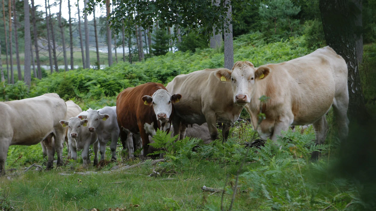 Maatalouden perinneympäristöjen hoitamiseen ja uusien perustamiseen pitäisi suunnata selvästi enemmän tukia, kirjoittaa Silja Keränen. Kuvituskuva.