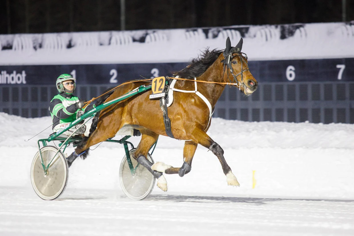 Funny Stablen ruuna Il Funny Li on voittanut 17 kertaa 67 startista. 11,5-aikainen ruuna on kerännyt 53 120 euron voittosumman.