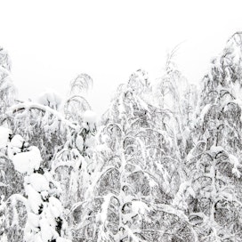 Kuluva talvi on ollut kokonaisuudessaan tavallista leudompi. Kuva on Hyrynsalmelta tammikuulta.