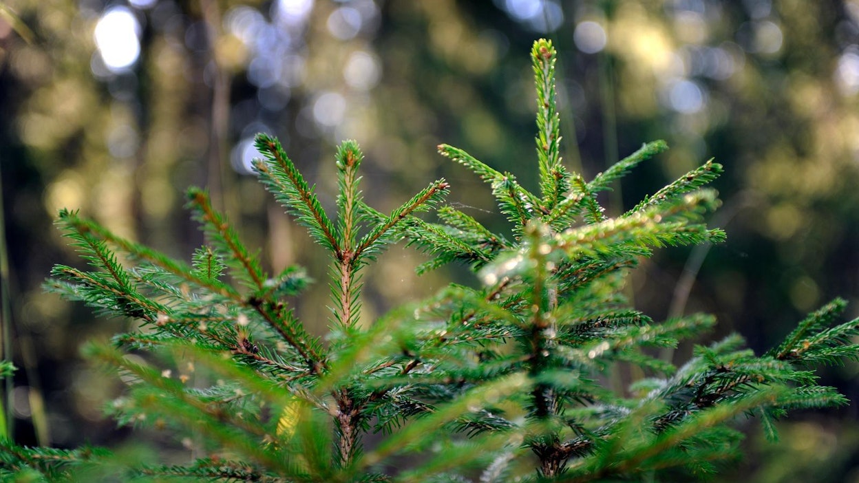 Vahingoittumattomia kuusia. Kuvituskuva.