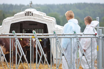Eläinten hyvinvointikeskuksen johtaja Satu Raussi sekä Animalian eläinsuojeluasiantuntija Laura Uotila opettivat perjantaina vasikoita kääntymään Don Höglundin ohjeiden mukaan. Muutaman minuutin harjoittelun jälkeen vasikat oli helppo erotella seisomaan rauhassa eri puolilla tarhaa.