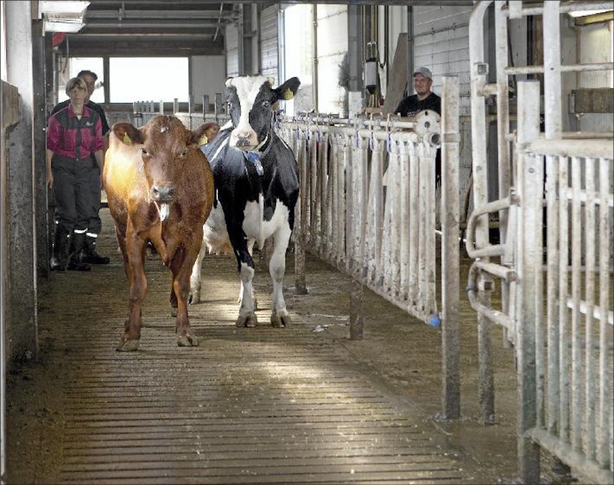 Maarit ja Reijo Yli-Peltola ohjaavat lehmiä lypsyasemalle viereiseen rakennukseen. Poika, Hannu, hoitaa normaalisti nuorkarjan vanhalla navetalla.