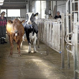 Maarit ja Reijo Yli-Peltola ohjaavat lehmiä lypsyasemalle viereiseen rakennukseen. Poika, Hannu, hoitaa normaalisti nuorkarjan vanhalla navetalla.