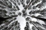 Metsäntutkimuslaitoksen Vesijaon tutkimusmetsä
vasemmalla harventamaton oikealla harvennettu metsä
metla metsä metsätutkimus metsänhoito puu latva latvus mänty