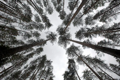 Metsäntutkimuslaitoksen Vesijaon tutkimusmetsä
vasemmalla harventamaton oikealla harvennettu metsä
metla metsä metsätutkimus metsänhoito puu latva latvus mänty