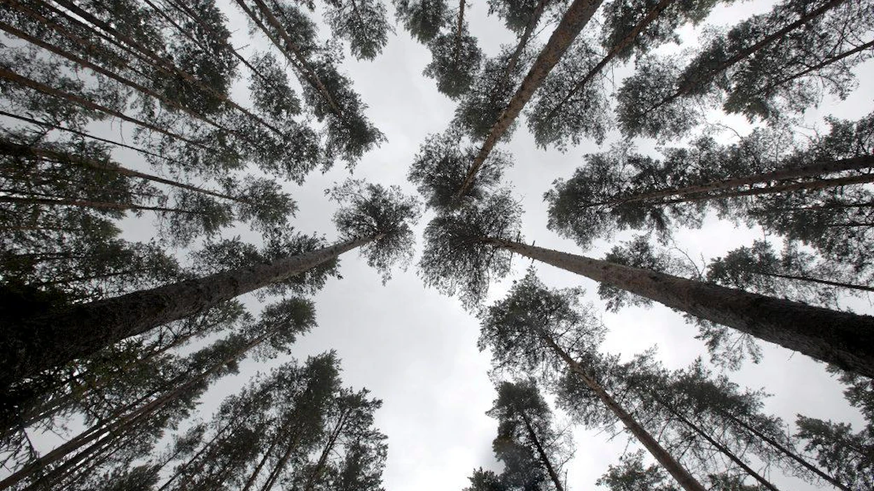Metsäntutkimuslaitoksen Vesijaon tutkimusmetsä
vasemmalla harventamaton oikealla harvennettu metsä
metla metsä metsätutkimus metsänhoito puu latva latvus mänty