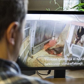 MOT-ohjelman teurastamo-videoissa eläimiä kohdeltiin eläinsuojelu-säädösten vastaisesti. Markku Vuorikari