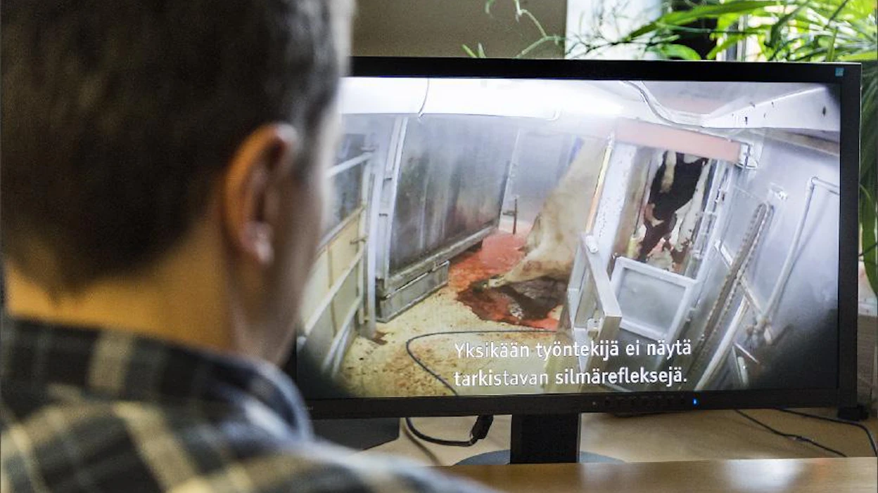 MOT-ohjelman teurastamo-videoissa eläimiä kohdeltiin eläinsuojelu-säädösten vastaisesti. Markku Vuorikari