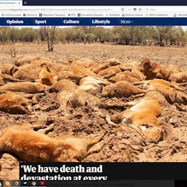 The Guardianin mukaan Koillis-Australian tulvissa on saatettu menettää jopa puoli miljoonaa nautaa. Alkuperäisen kuvan ottanut karjankasvattaja Jacqueline Curley.
