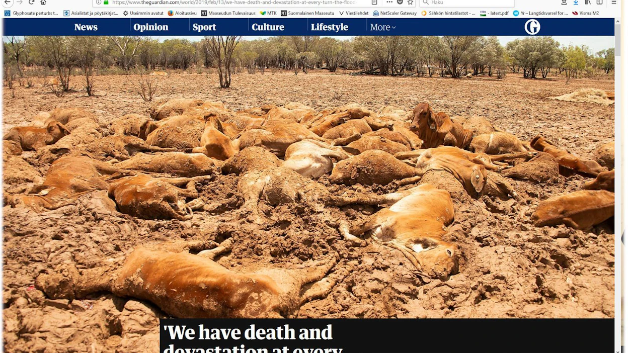The Guardianin mukaan Koillis-Australian tulvissa on saatettu menettää jopa puoli miljoonaa nautaa. Alkuperäisen kuvan ottanut karjankasvattaja Jacqueline Curley.