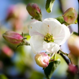 Omenapuiden kukinta ajoittuu Köstingerin kotiseudulla huhtikuun loppuun ja toukokuun alkuun.