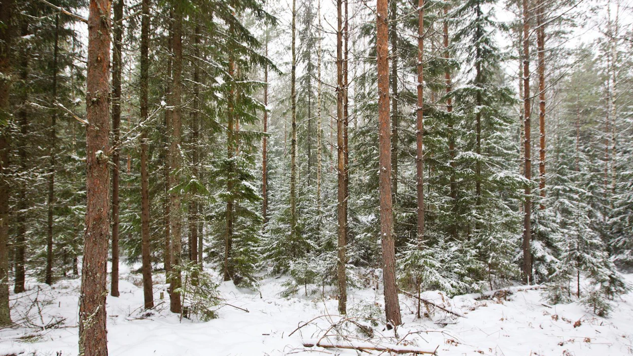 Jatkuvassa kasvatuksessa metsä pidetään harvana. Puusto pyritään uudistamaan luontaisesti, ja hakkuissa poistetaan lähinnä tukkipuuta.