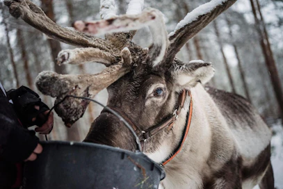 Aasiassa uskotaan edelleen, että poronsarvijauheella on mieskuntoa lisäävä vaikutus