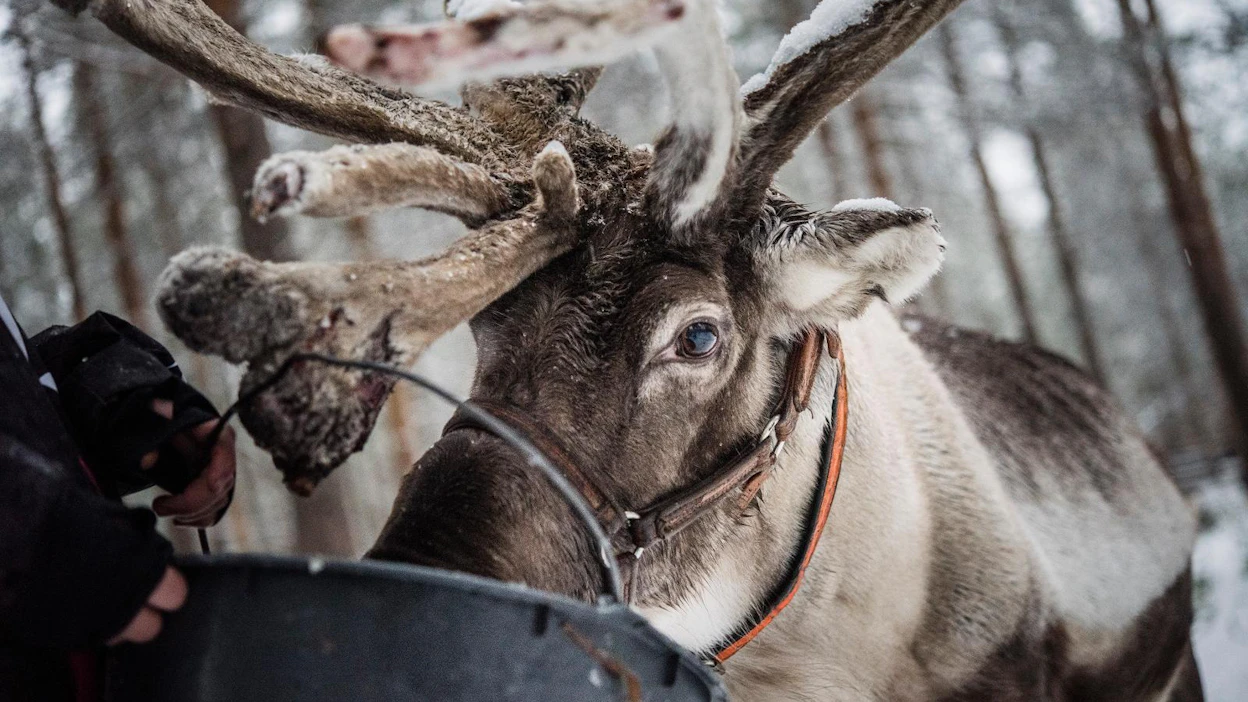 Aasiassa uskotaan edelleen, että poronsarvijauheella on mieskuntoa lisäävä vaikutus