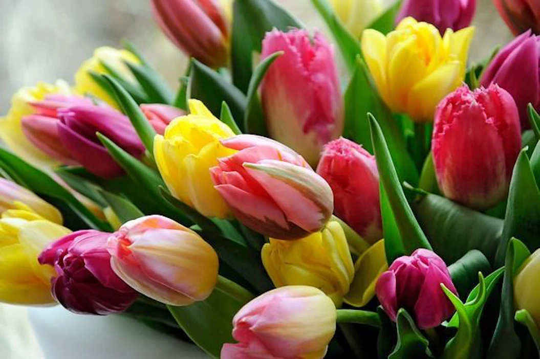 Leikkotulppaani voi kestää maljakossa jopa viikon.