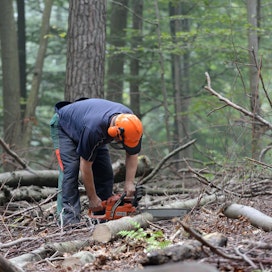 Arkistokuvassa tehdään metsänhoitotöitä suojellussa belgialaisessa metsässä.