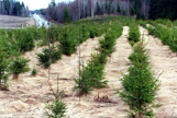 Sopivia metsityskohteita olisivat vajaatuottoiset pellot, peltoheitot, vanhat sähkölinjat ja muu joutomaa.