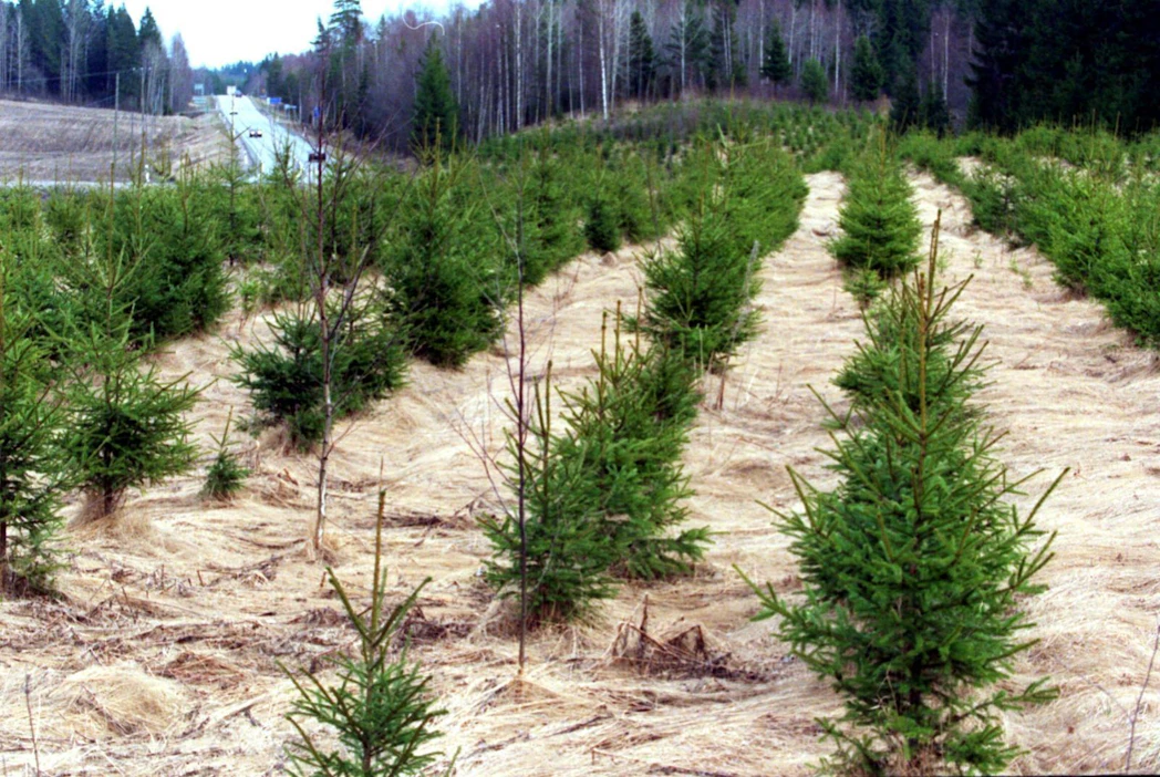 Sopivia metsityskohteita olisivat vajaatuottoiset pellot, peltoheitot, vanhat sähkölinjat ja muu joutomaa.