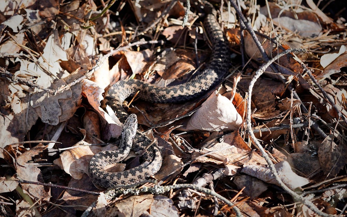 Hyvä auringonottopaikka kyylle löytyi rinteestä.