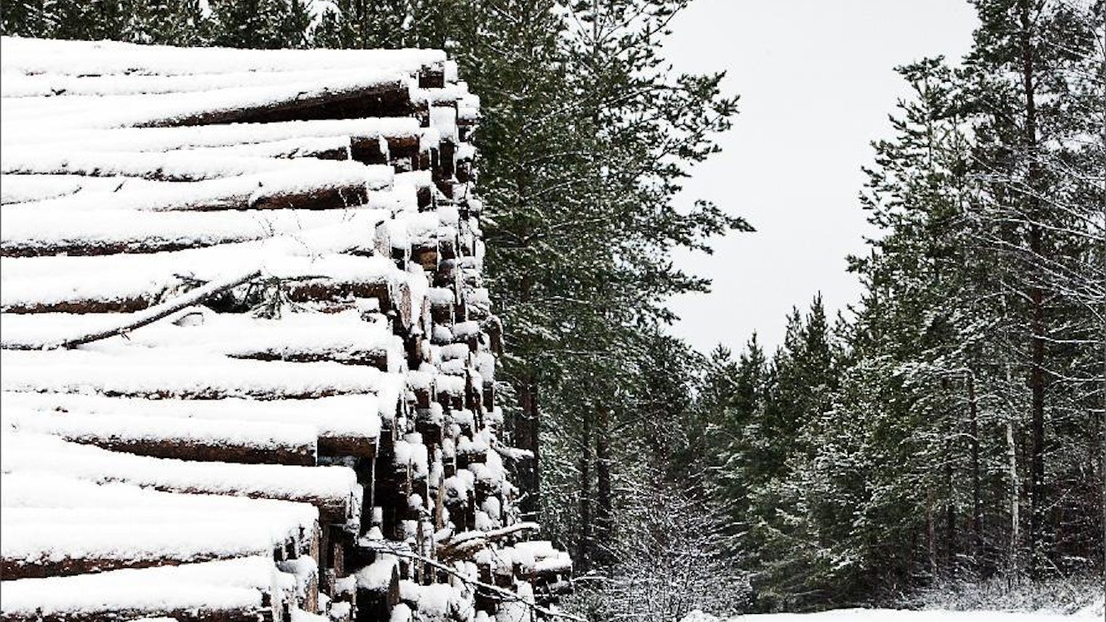 Veroilmoitukseen merkitään kaikki vuoden aikana saadut puukauppatulot. Kari Salonen