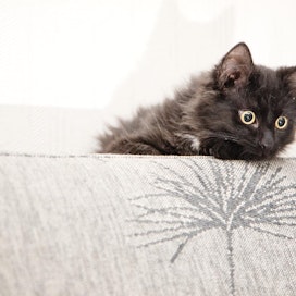 Suomen Kissaliitto varoittaa kissanpentujen tehtailusta. Kuvan kissa ei liity tapaukseen.