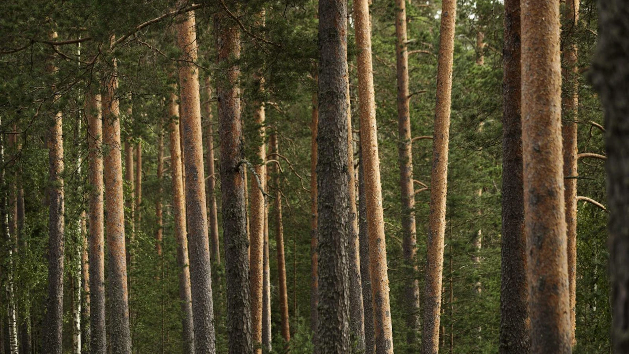 Suomen ja Ruotsin vastustus ei yksinään riitä kaatamaan säädöstä EU-jäsenmaiden päättäessä asiasta. LEHTIKUVA / RONI REKOMAA