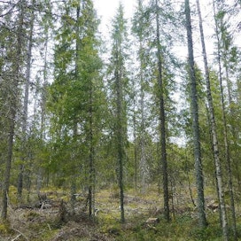 Poimintahakkuuta suositellaan eri-ikäisrakenteisen metsän  käsittelytavaksi kuusivaltaisissa metsissä. Kuva: Johnny Sved.