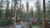 Taimikon ja nuoren metsän hoitotyöhön on mahdollista saada tukea 200 euroa hehtaaria kohden. Jos taimikon ja nuoren metsän hoidon yhteydessä kerätään pienpuuta, tuki nousee 300 euroon hehtaaria kohden. Kuvituskuva.