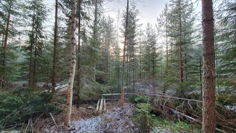 Taimikon ja nuoren metsän hoitotyöhön on mahdollista saada tukea 200 euroa hehtaaria kohden. Jos taimikon ja nuoren metsän hoidon yhteydessä kerätään pienpuuta, tuki nousee 300 euroon hehtaaria kohden. Kuvituskuva.