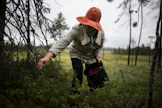 Hillaa on löytynyt tänä kesänä erityisesti puustoisilta soilta ja avosoiden reunoilta.