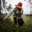 Hillaa on löytynyt tänä kesänä erityisesti puustoisilta soilta ja avosoiden reunoilta.
