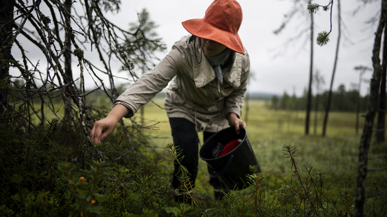 Hillaa on löytynyt tänä kesänä erityisesti puustoisilta soilta ja avosoiden reunoilta.