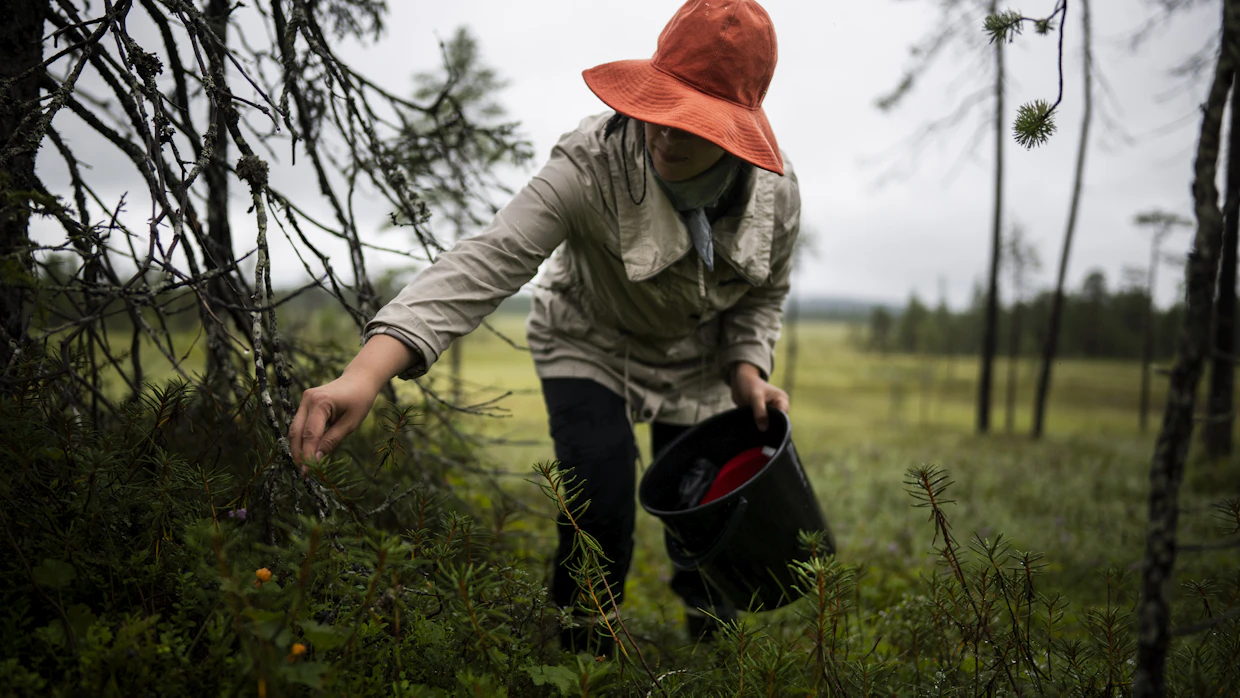Parhaat marjapaikat saattavat sijaita syvällä saloilla. Jos apajille vievällä yksityistiellä on ajokielto muille kuin omistajille, merkkiä on noudattava.