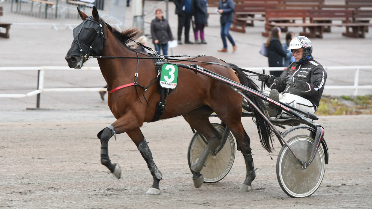 Mikael Pitkänen on ajanut usean startin Brilliant Stridella ja perheen muillakin hevosilla. Työkiireiden takia kilvanajo on jäänyt vähemmälle.